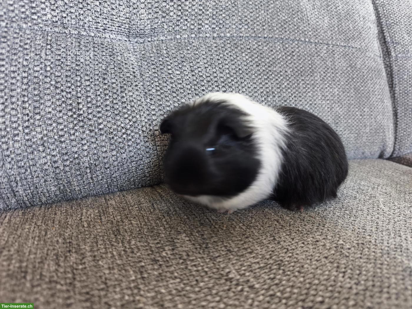 Bild 2: 3 Meerschweinchen Weibchen, Geschwister