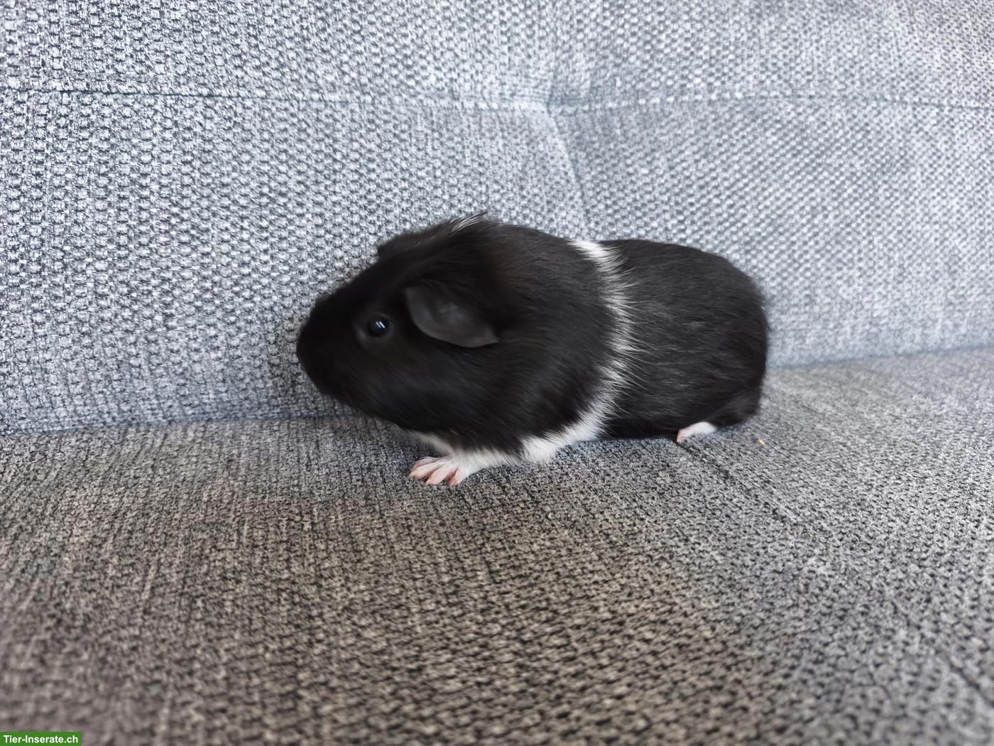 Bild 3: 3 Meerschweinchen Weibchen, Geschwister