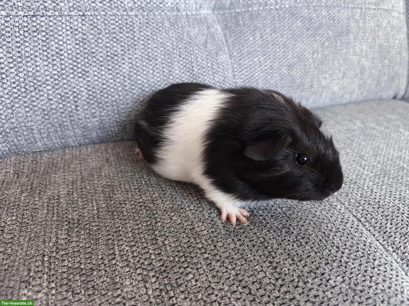 Bild 4: 3 Meerschweinchen Weibchen, Geschwister