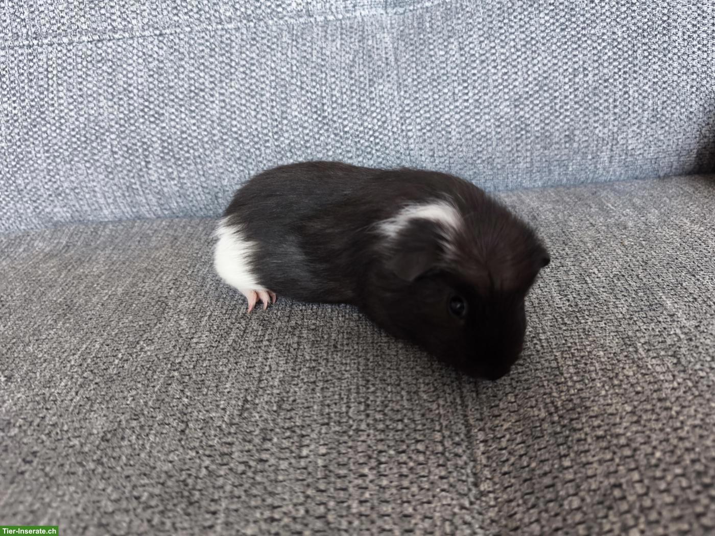 Bild 5: 3 Meerschweinchen Weibchen, Geschwister