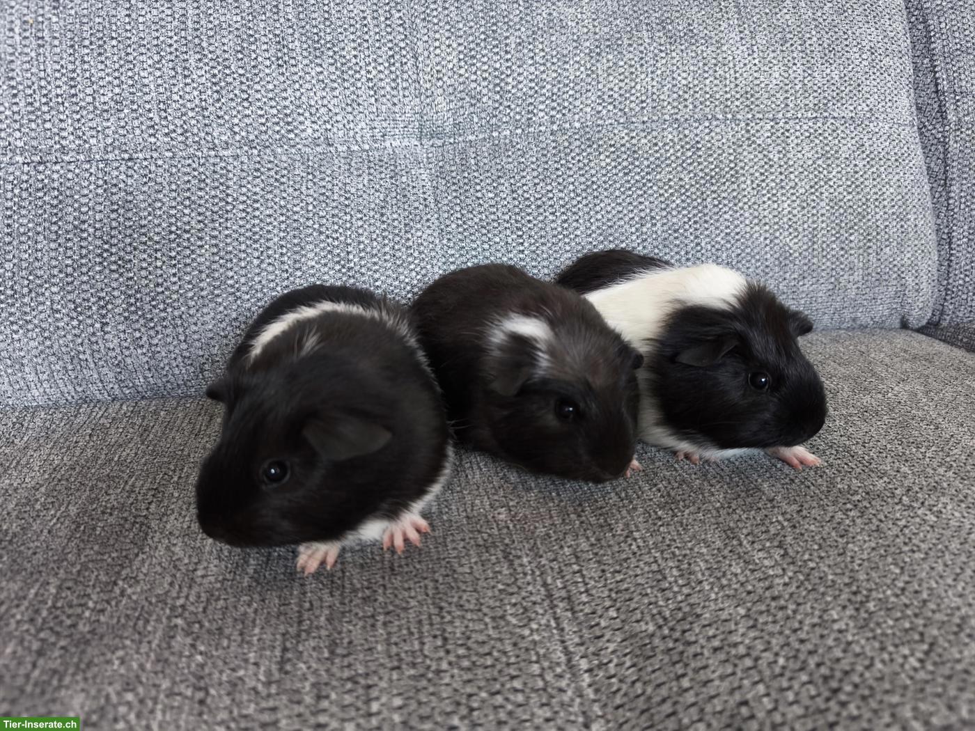 Bild 6: 3 Meerschweinchen Weibchen, Geschwister