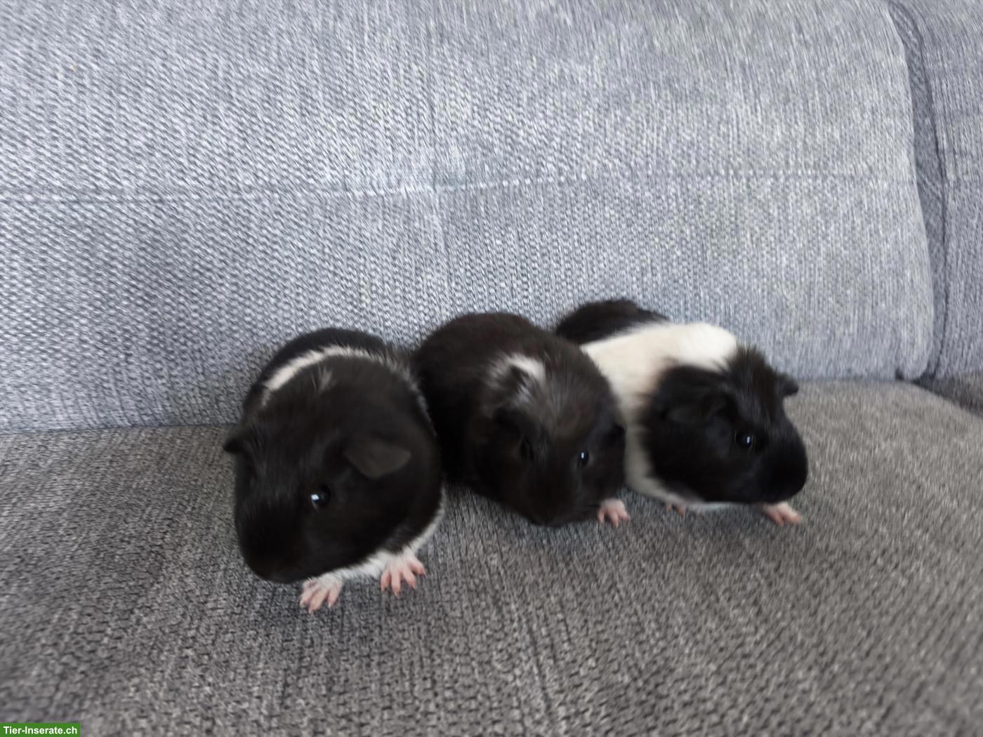 Bild 7: 3 Meerschweinchen Weibchen, Geschwister