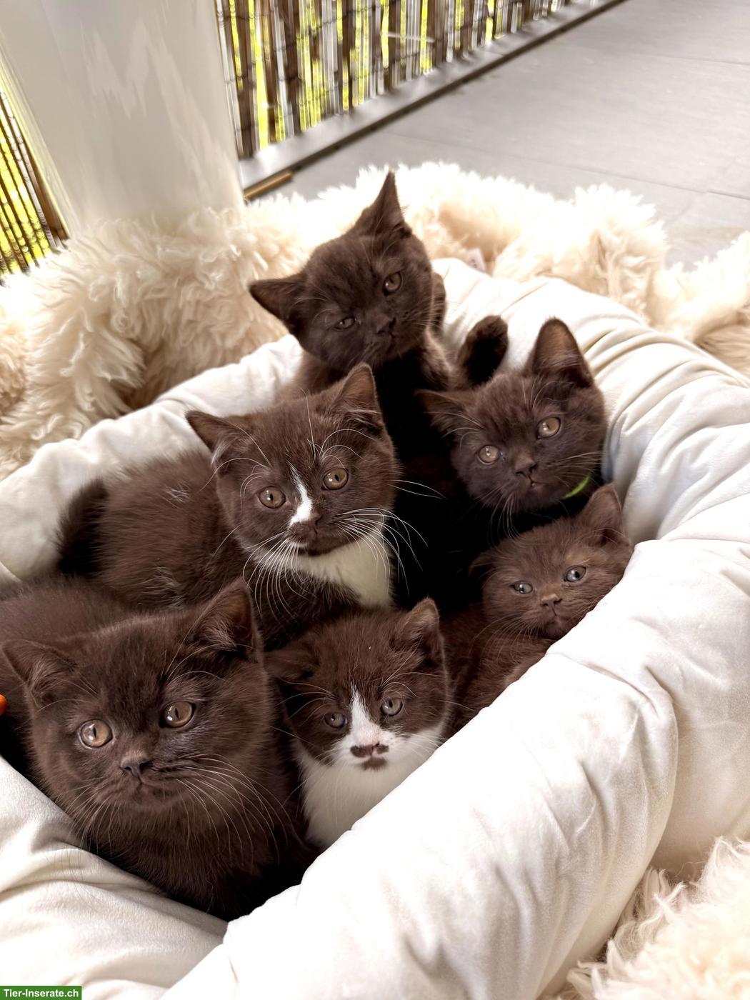 Wurfankündigung BKH Kitten