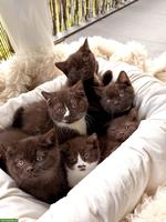 Wurfankündigung BKH Kitten