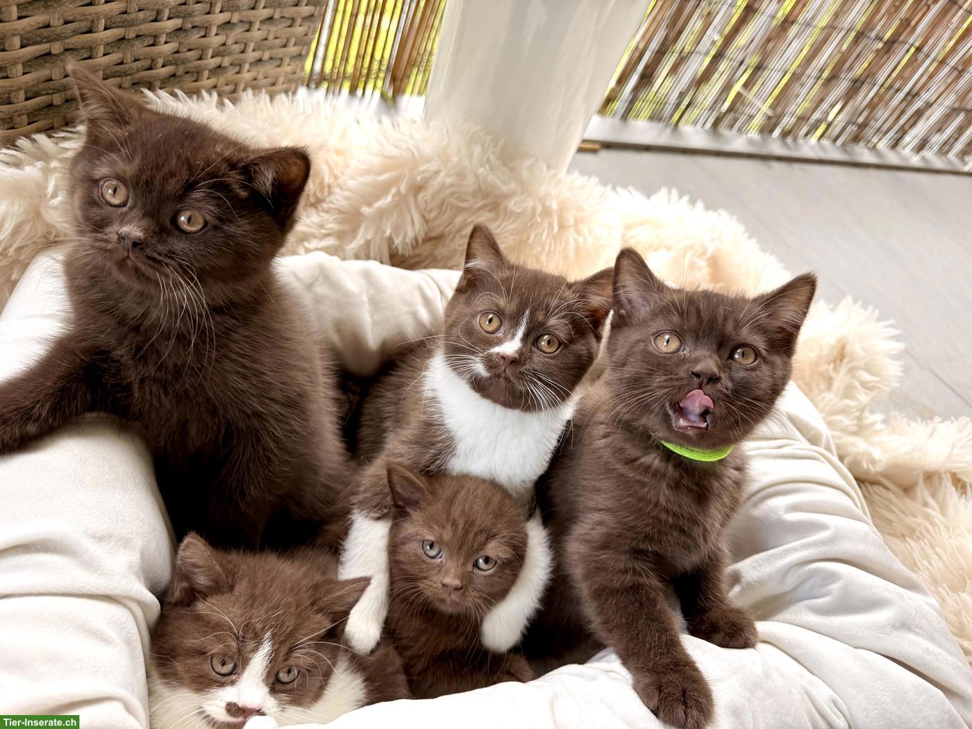 Bild 2: Wurfankündigung BKH Kitten