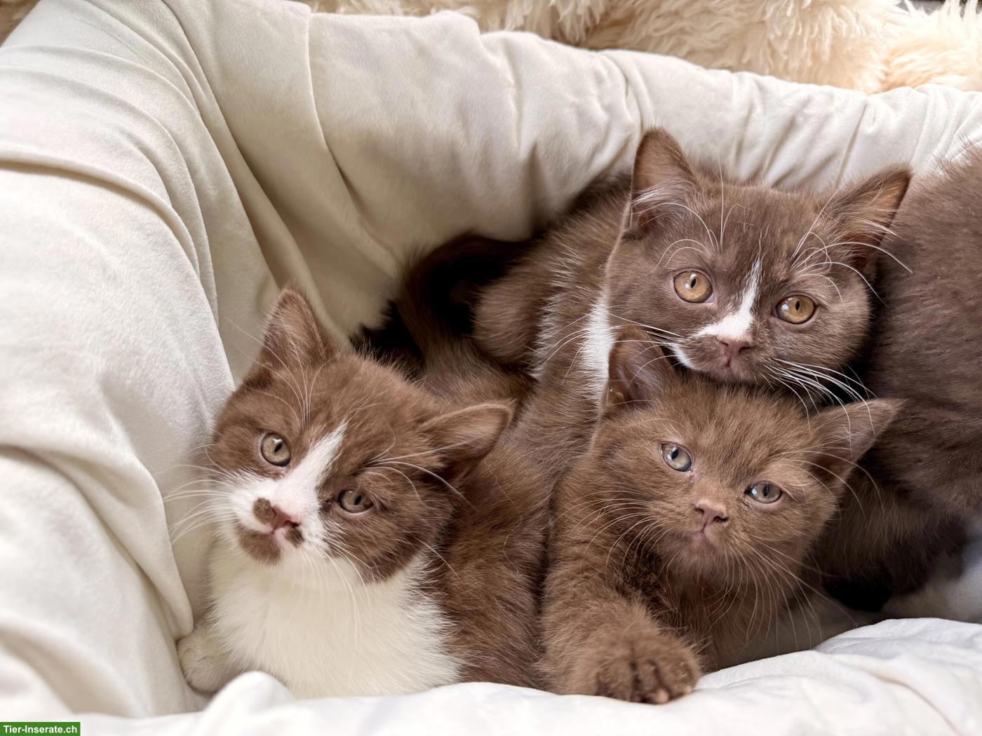 Bild 3: Wurfankündigung BKH Kitten
