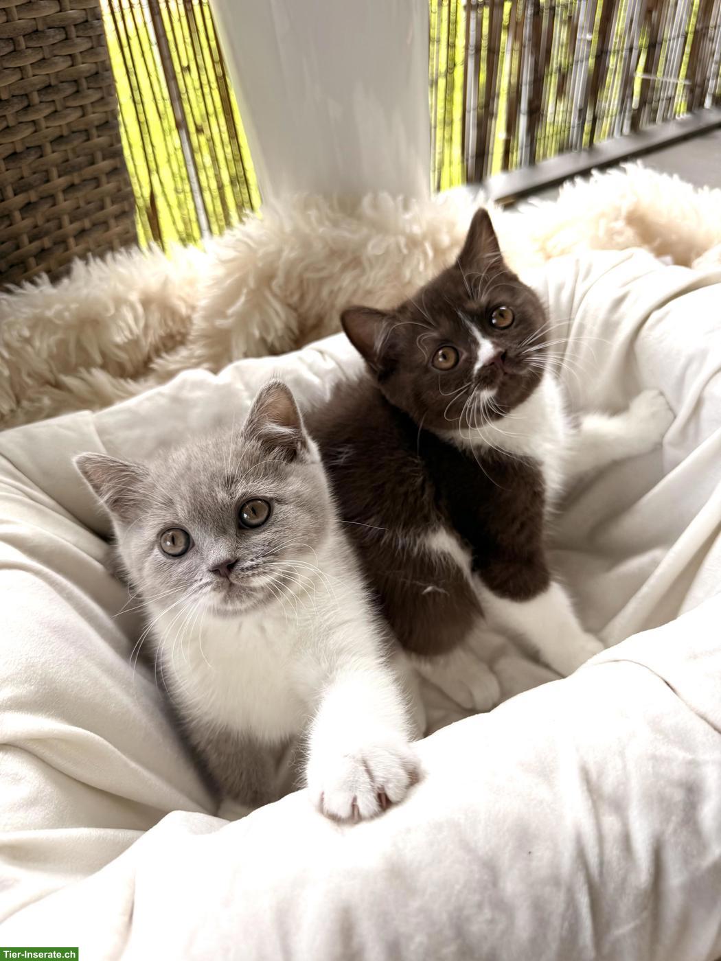 Bild 4: Wurfankündigung BKH Kitten