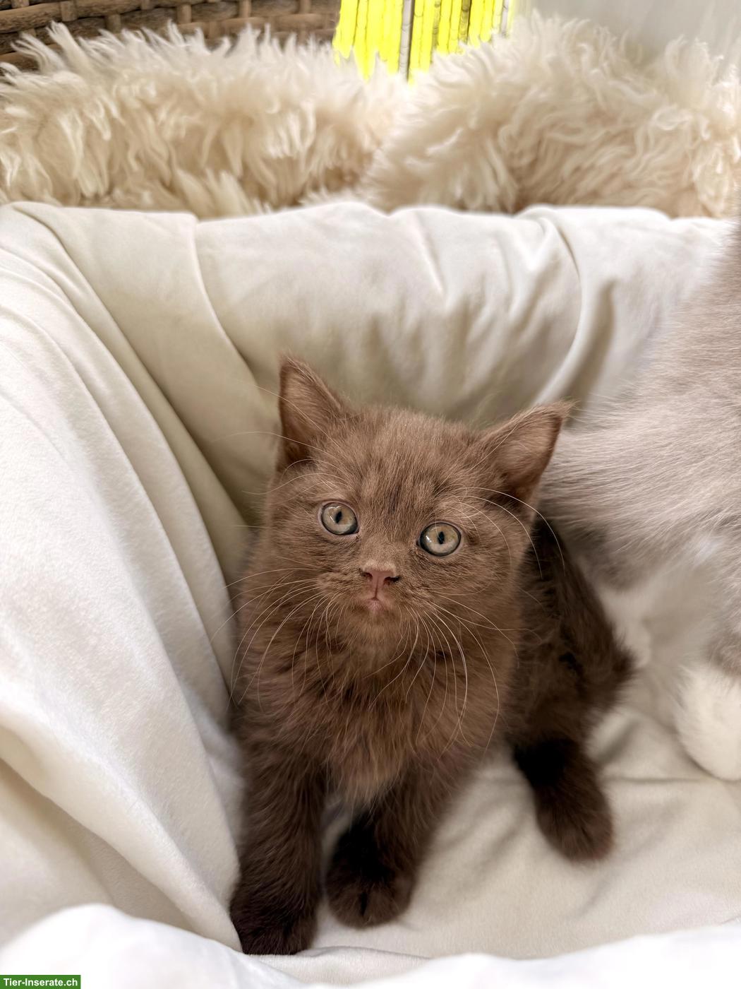 Bild 5: Wurfankündigung BKH Kitten