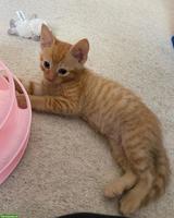 Weibliches British Shorthair Kätzchen, 4 Monate alt