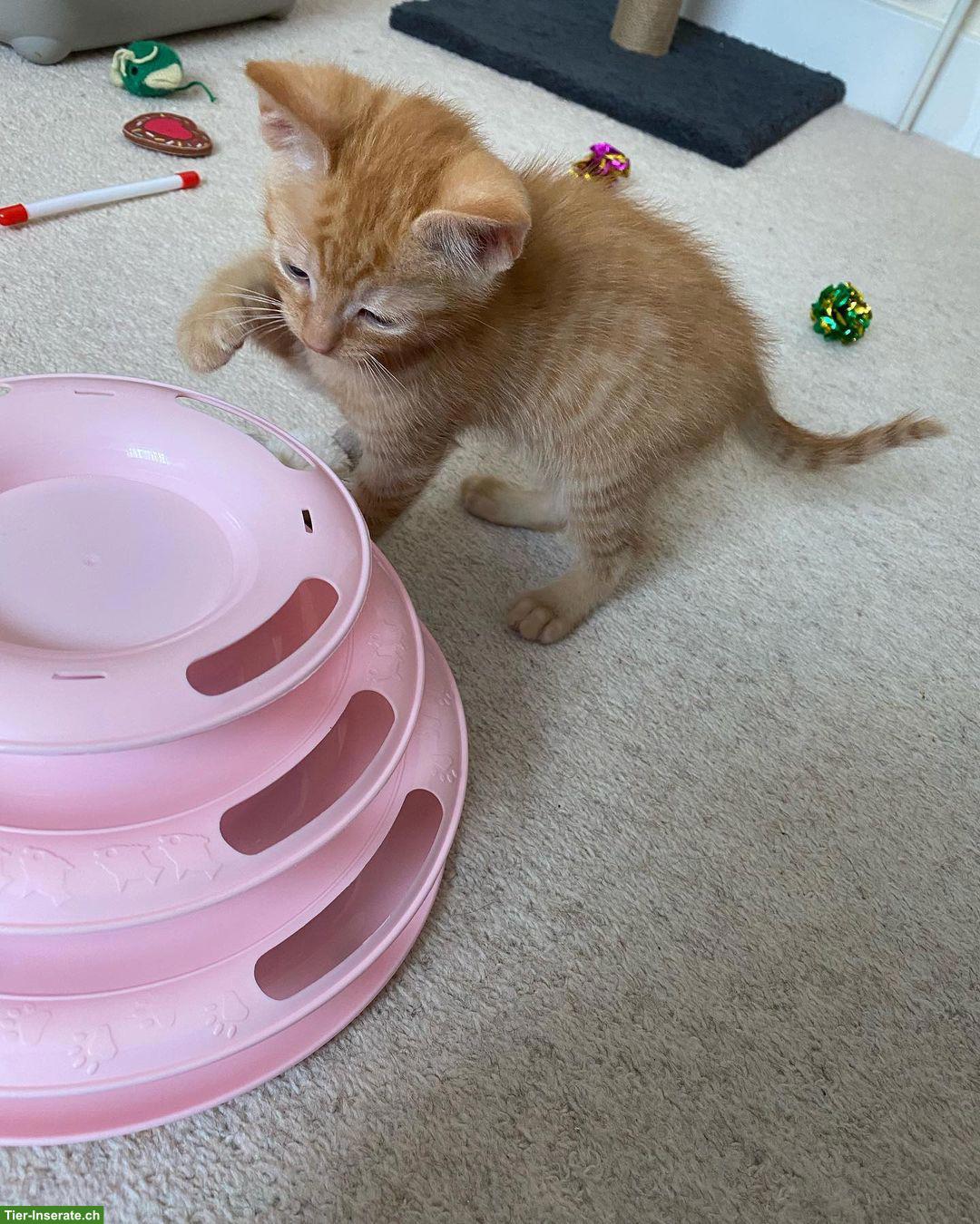 Bild 3: Weibliches British Shorthair Kätzchen, 4 Monate alt