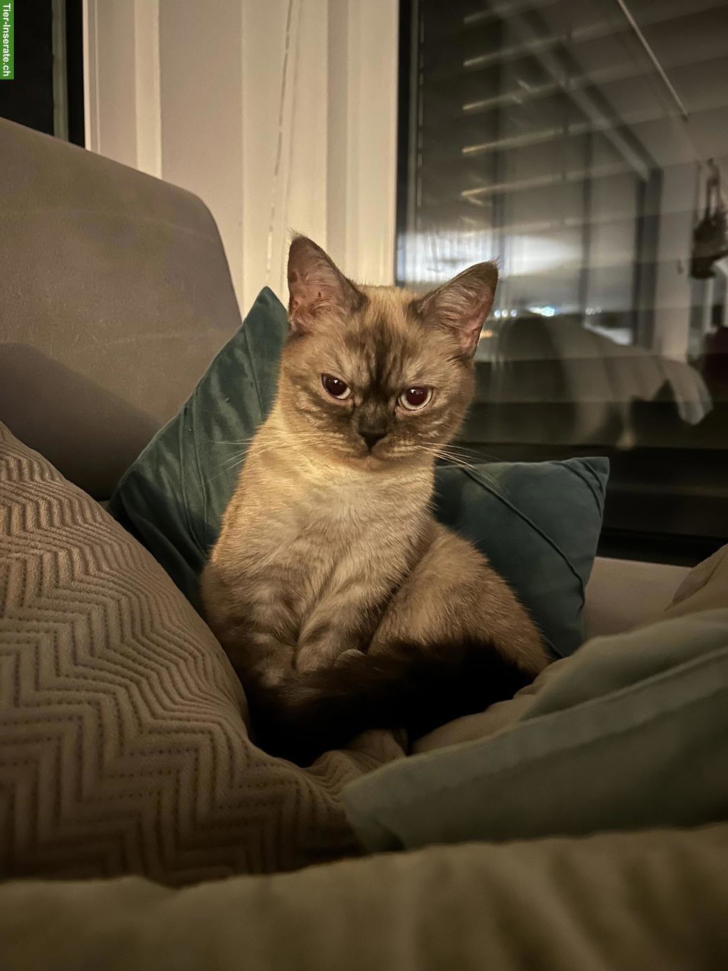 BKH Deckkater gesucht