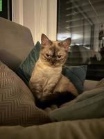 BKH Deckkater gesucht