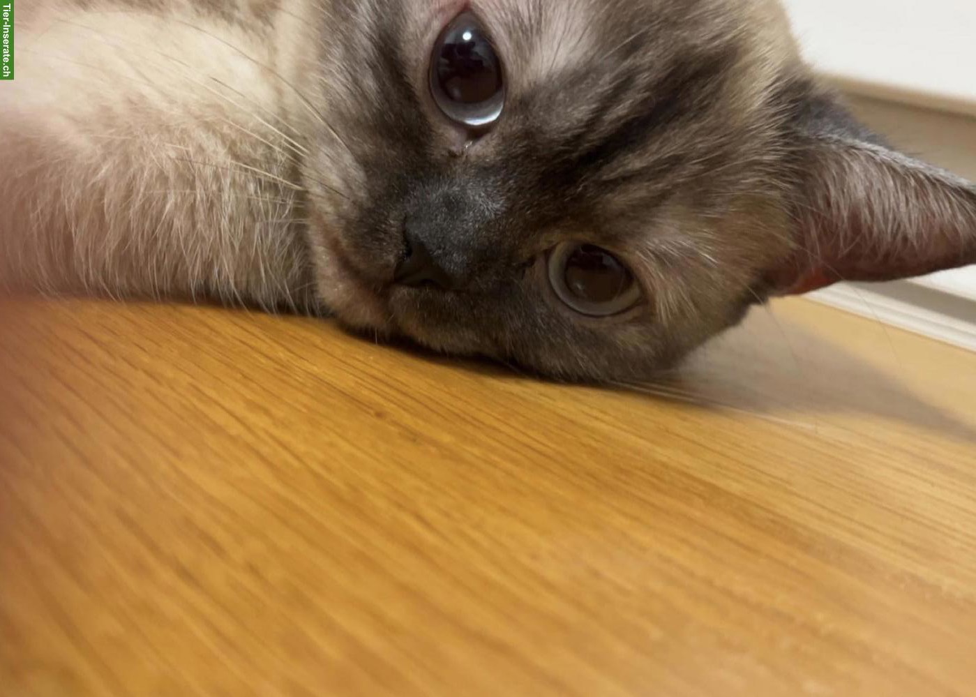 Bild 2: BKH Deckkater gesucht