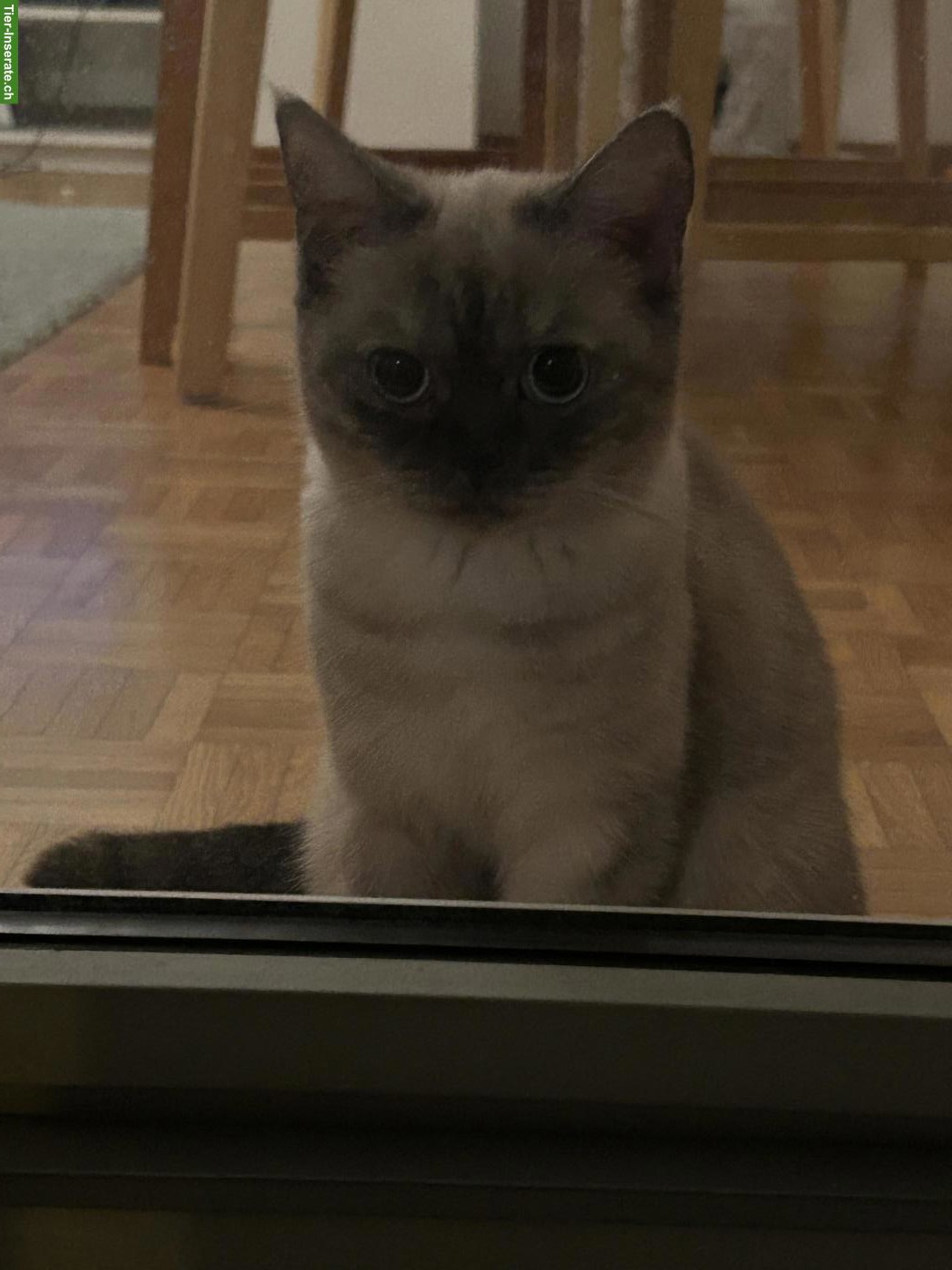 Bild 3: BKH Deckkater gesucht
