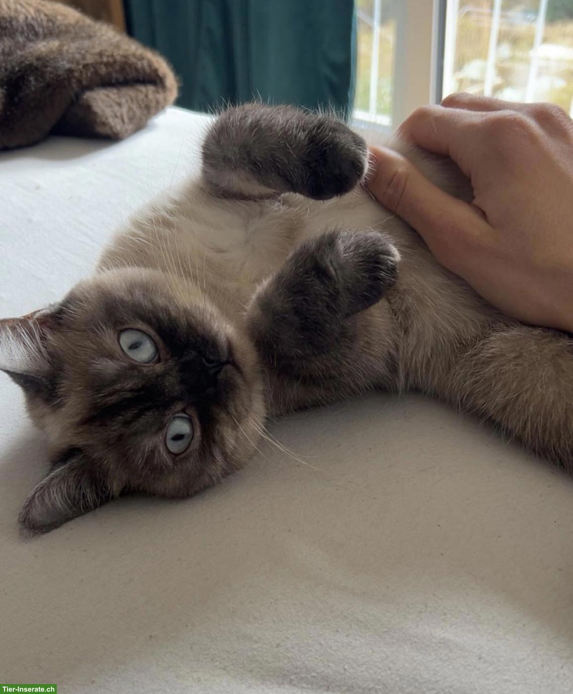 Bild 4: BKH Deckkater gesucht