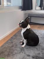 Boston Terrier Rüde & Hündin suchen liebevolles Zuhause