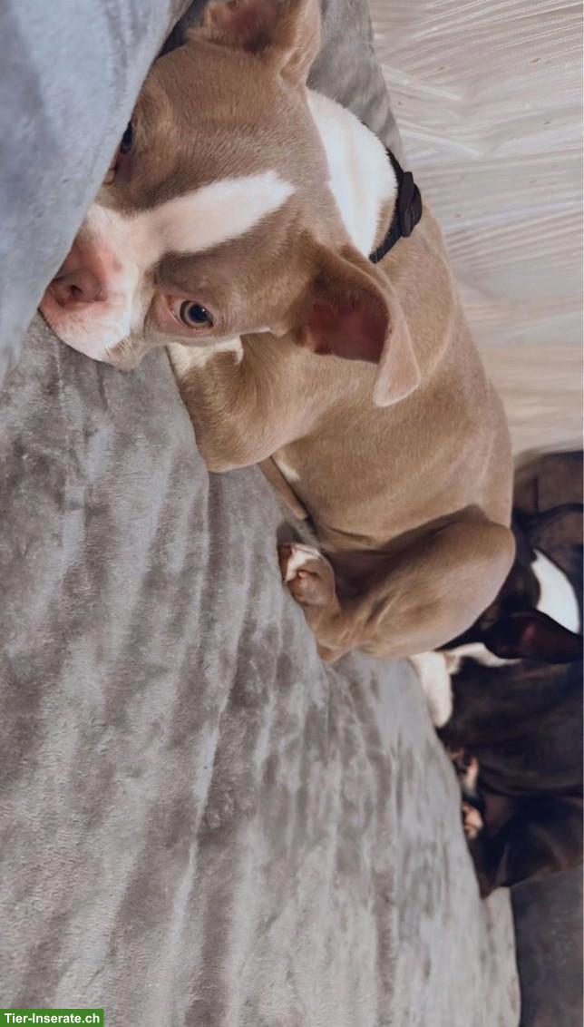 Bild 2: Boston Terrier Rüde & Hündin suchen liebevolles Zuhause