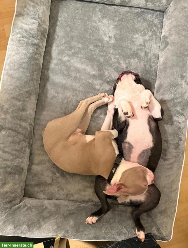 Bild 3: Boston Terrier Rüde & Hündin suchen liebevolles Zuhause