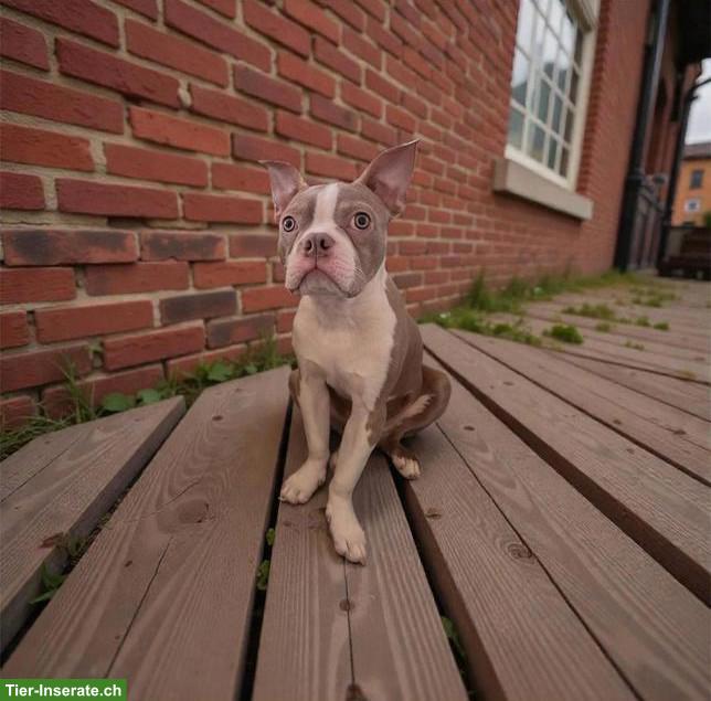 Bild 4: Boston Terrier Rüde & Hündin suchen liebevolles Zuhause