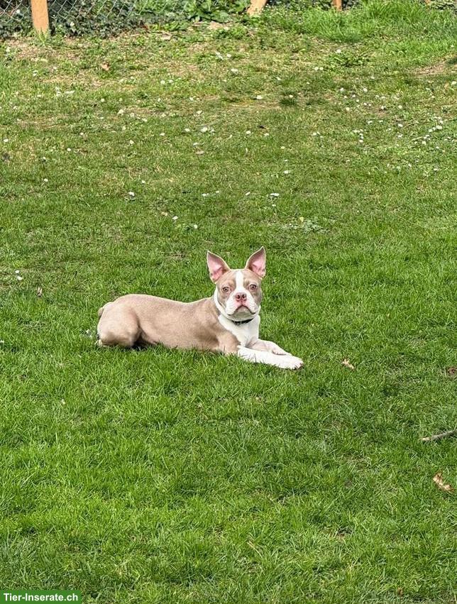 Bild 5: Boston Terrier Rüde & Hündin suchen liebevolles Zuhause