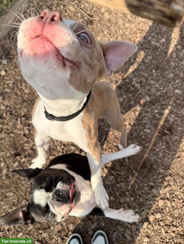 Bild 6: Boston Terrier Rüde & Hündin suchen liebevolles Zuhause