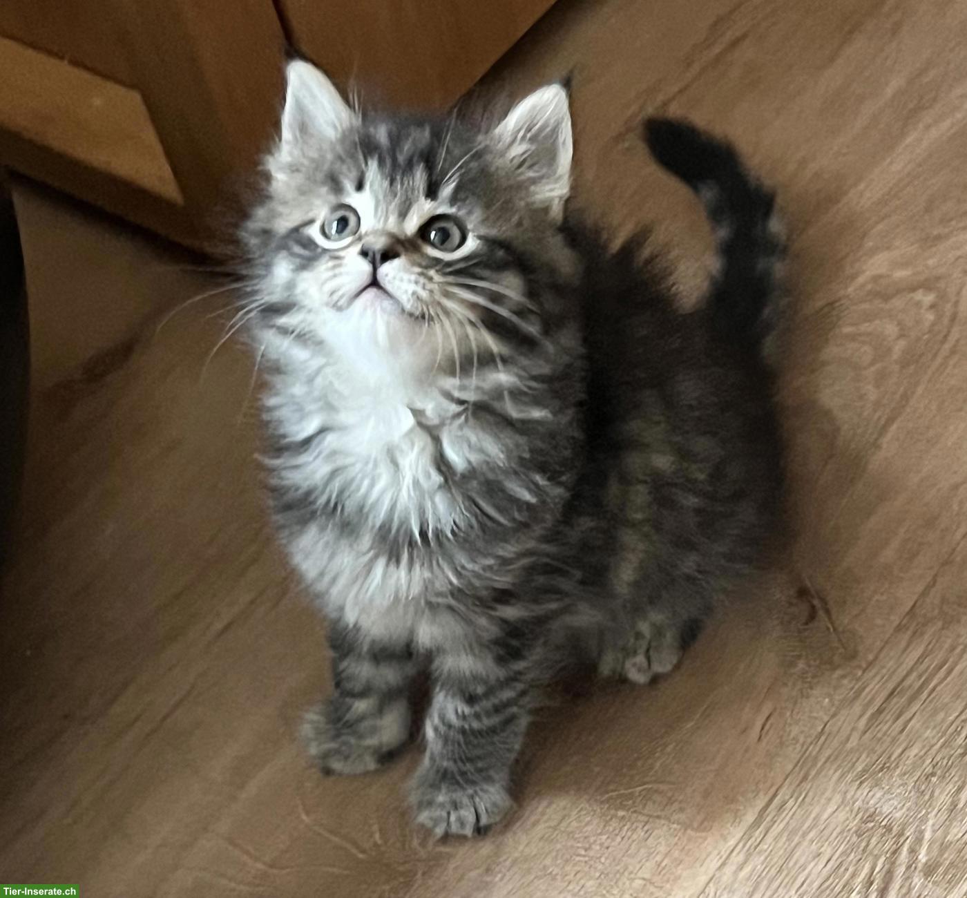 Süsse Maine Coon-Mix Kitten suchen ihr Plätzli