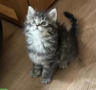 Süsse Maine Coon-Mix Kitten suchen ihr Plätzli