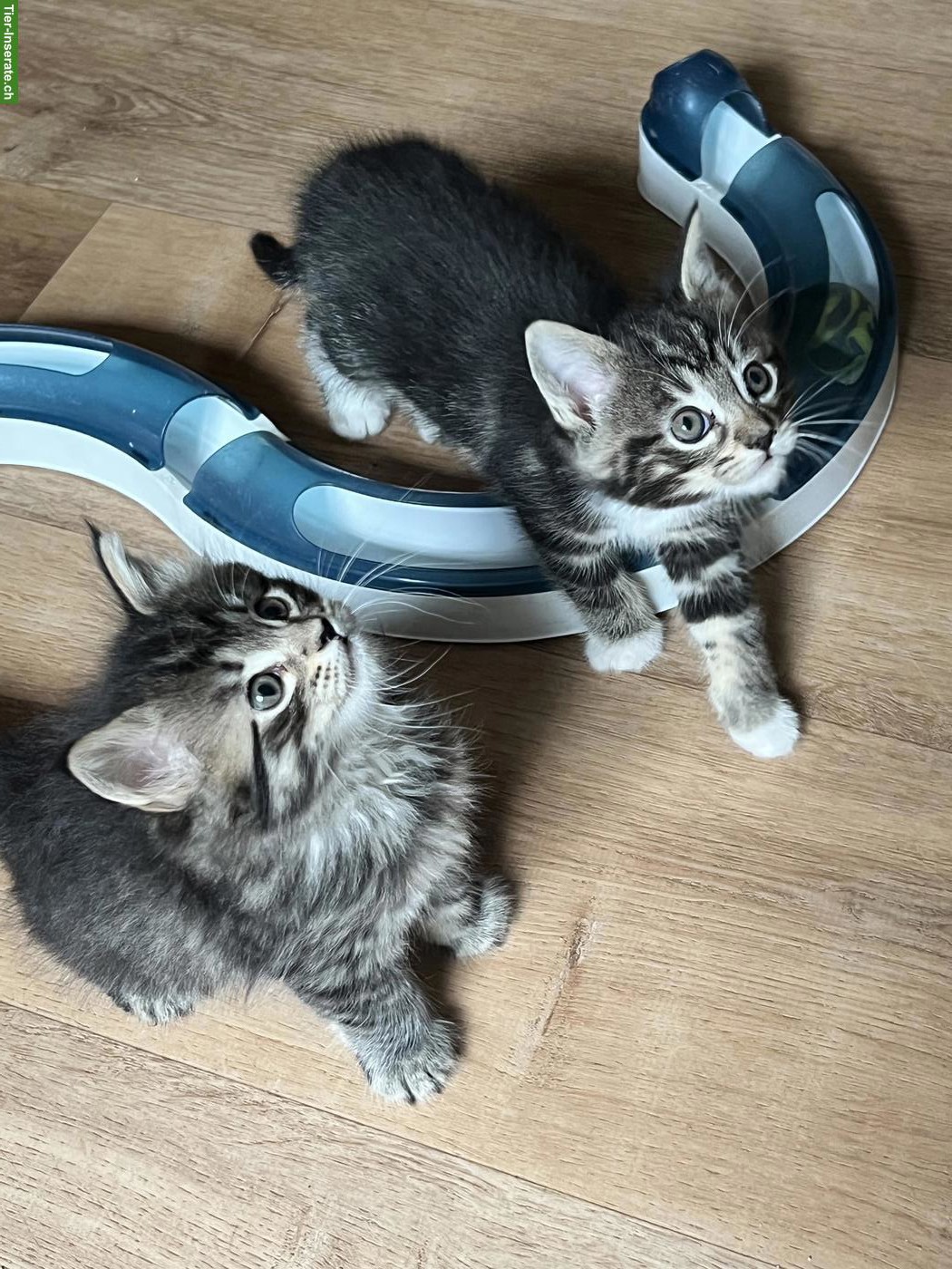 Bild 2: Süsse Maine Coon-Mix Kitten suchen ihr Plätzli
