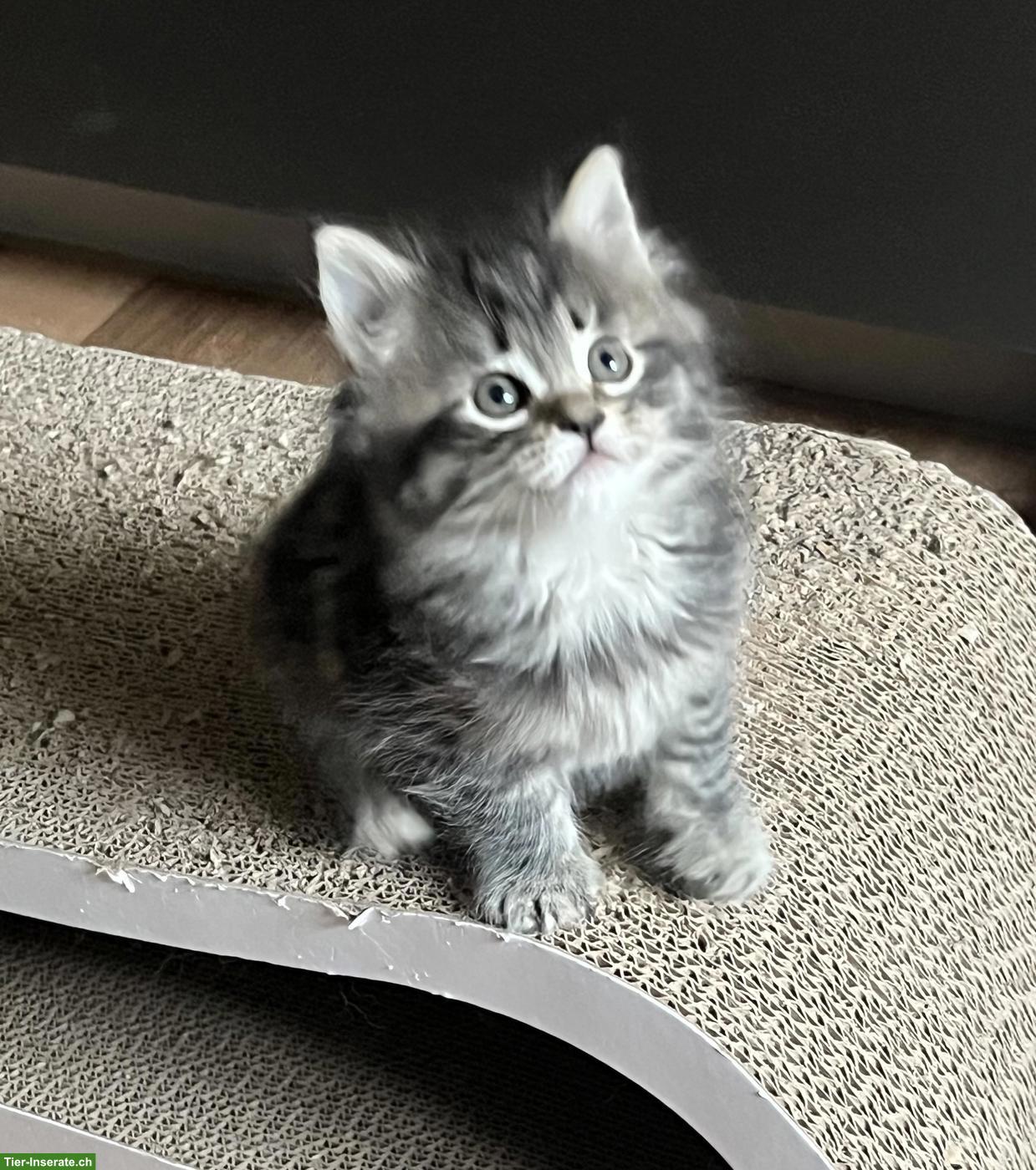 Bild 3: Süsse Maine Coon-Mix Kitten suchen ihr Plätzli