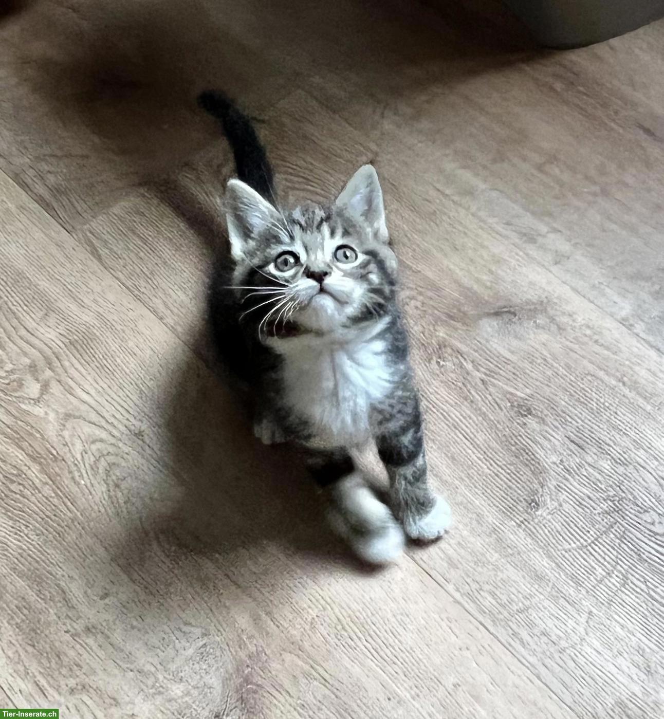 Bild 4: Süsse Maine Coon-Mix Kitten suchen ihr Plätzli