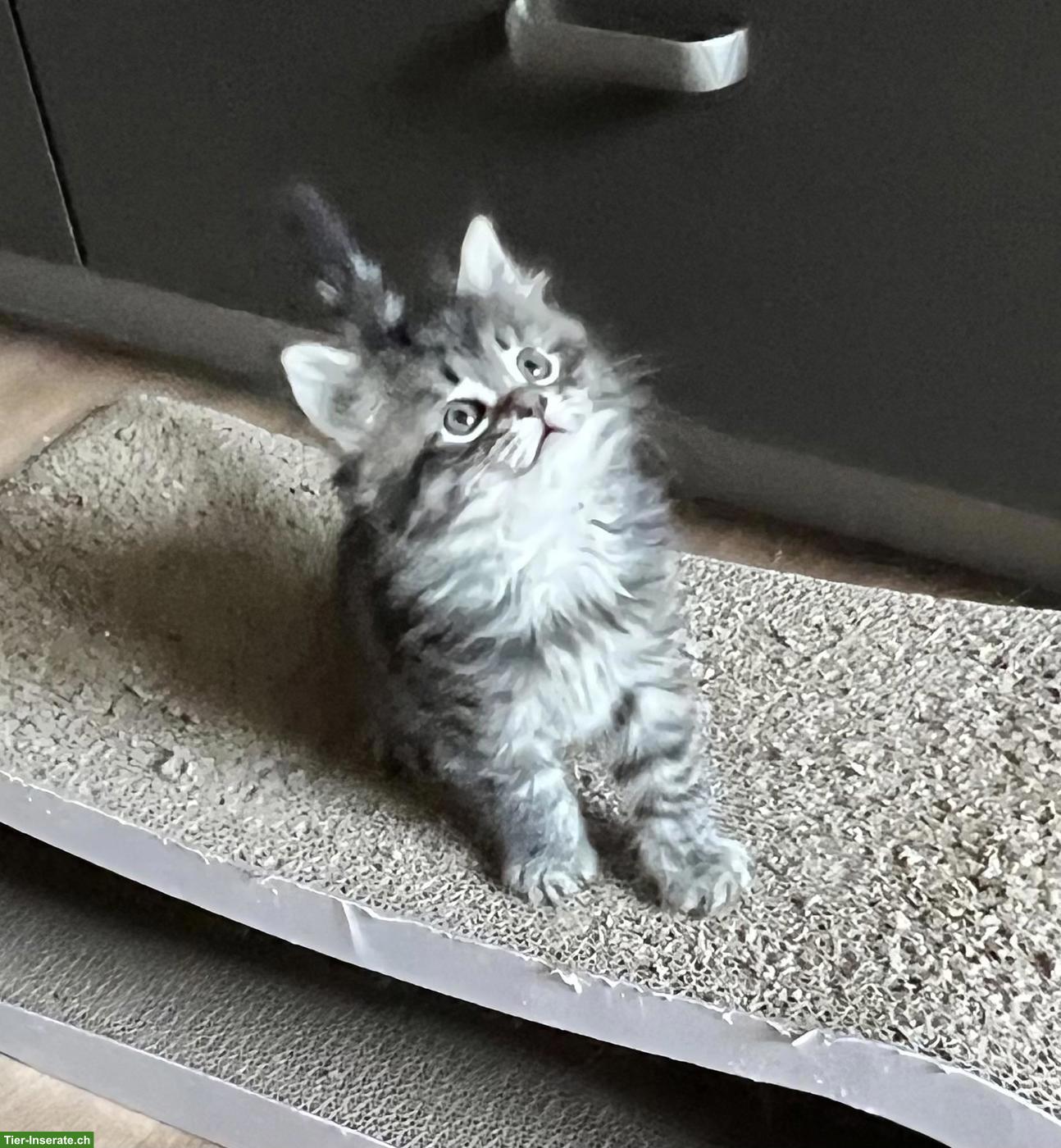 Bild 5: Süsse Maine Coon-Mix Kitten suchen ihr Plätzli