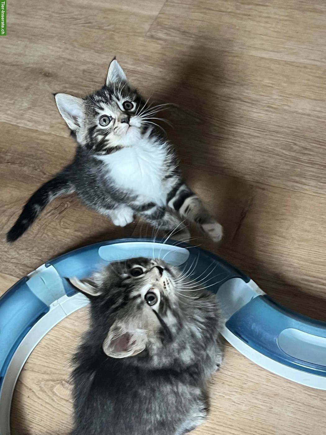 Bild 6: Süsse Maine Coon-Mix Kitten suchen ihr Plätzli