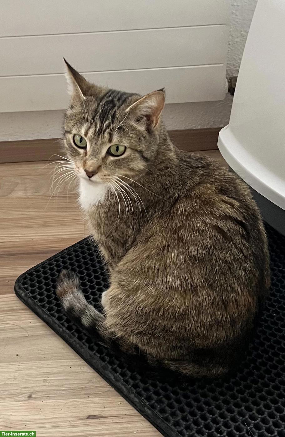 Bild 7: Süsse Maine Coon-Mix Kitten suchen ihr Plätzli