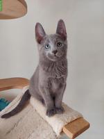 Russisch Blau Kitten (Kater) mit Stambaum