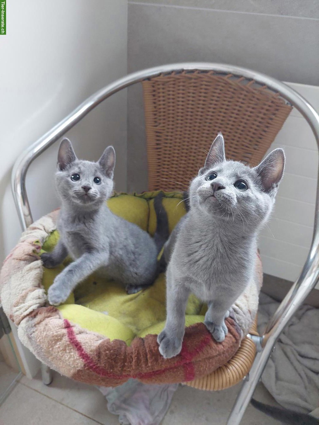 Bild 2: Russisch Blau Katerchen mit Stammbaum