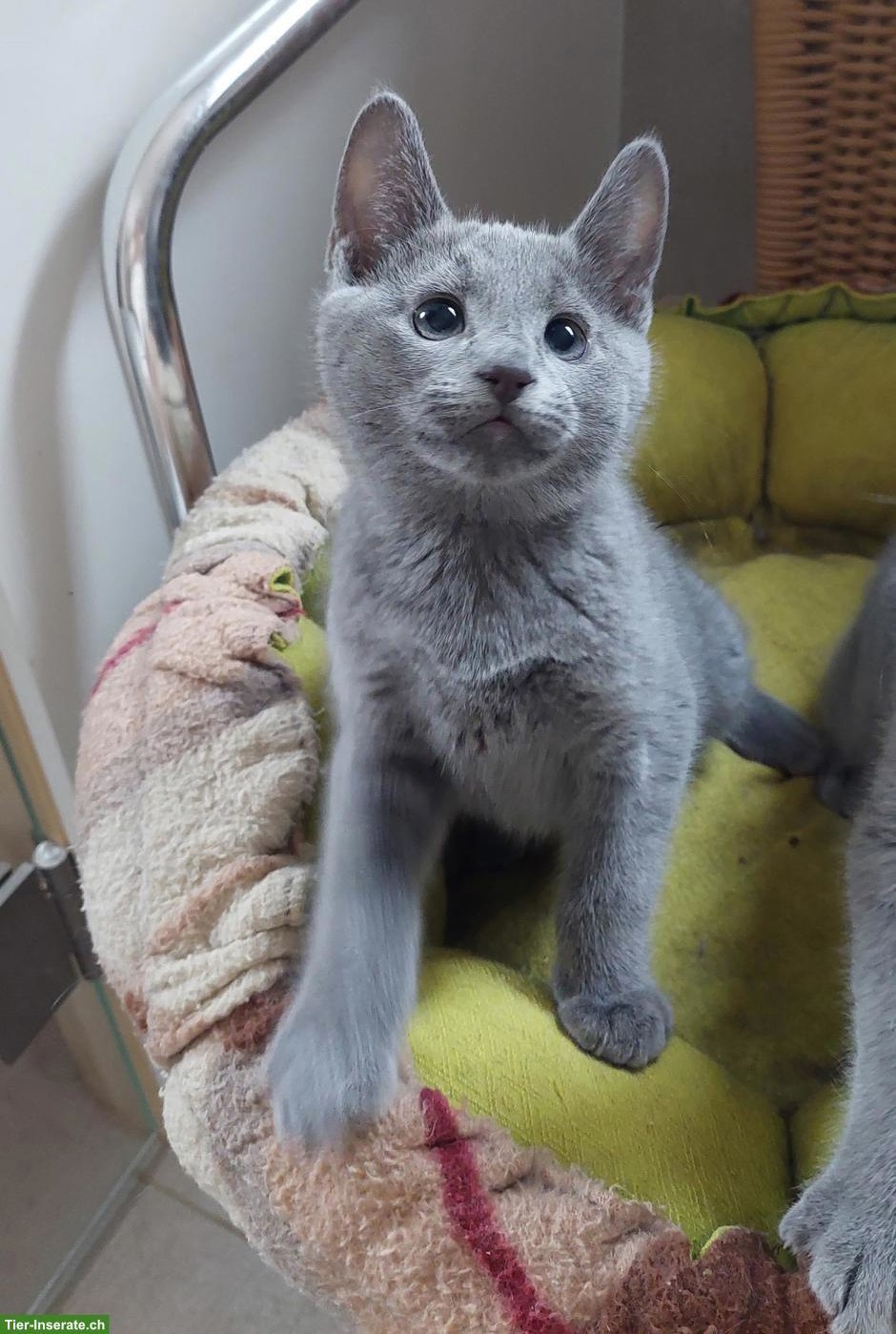 Bild 3: Russisch Blau Katerchen mit Stammbaum