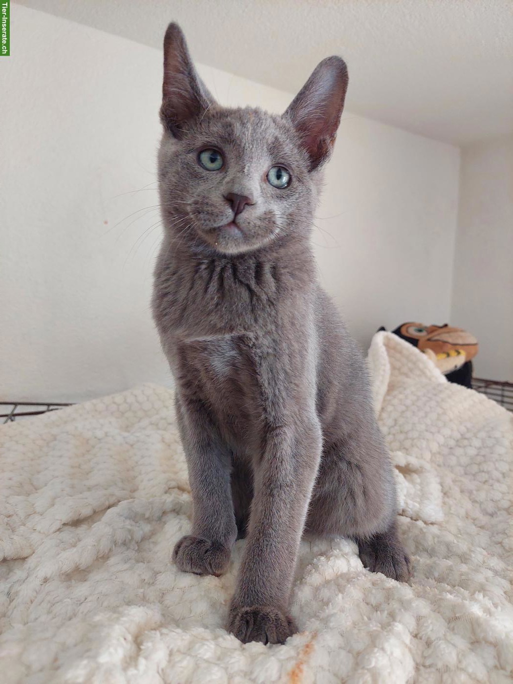 Bild 4: Russisch Blau Katerchen mit Stammbaum
