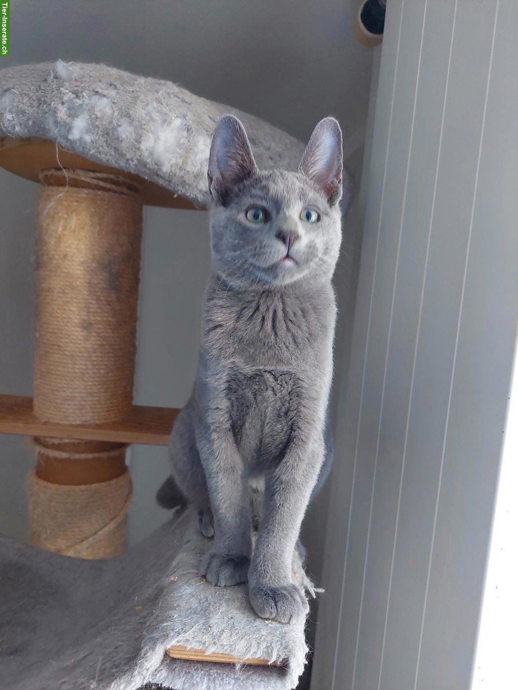 Bild 5: Russisch Blau Katerchen mit Stammbaum