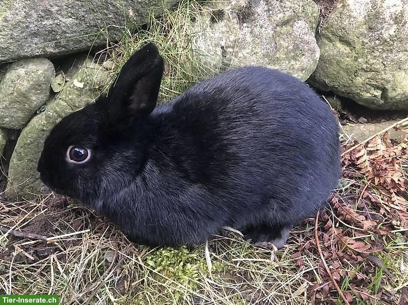 Erwachsene Zwergkaninchen Häsin
