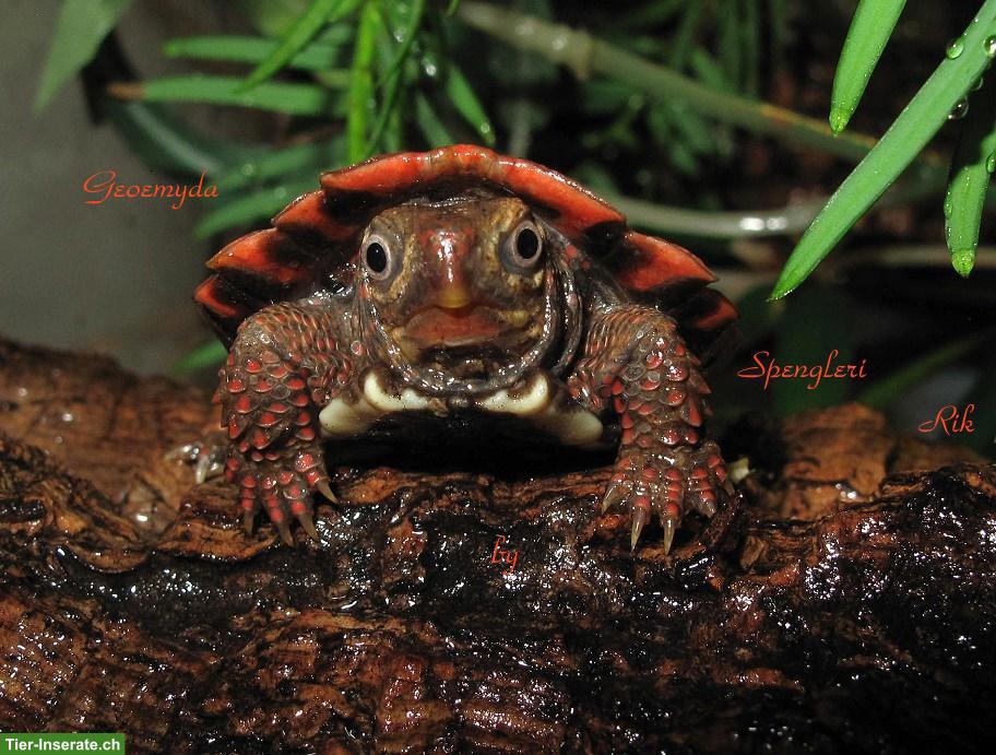 Zacken-Erdschildkröte (Geoemyda Spengleri) CH NZ 2025