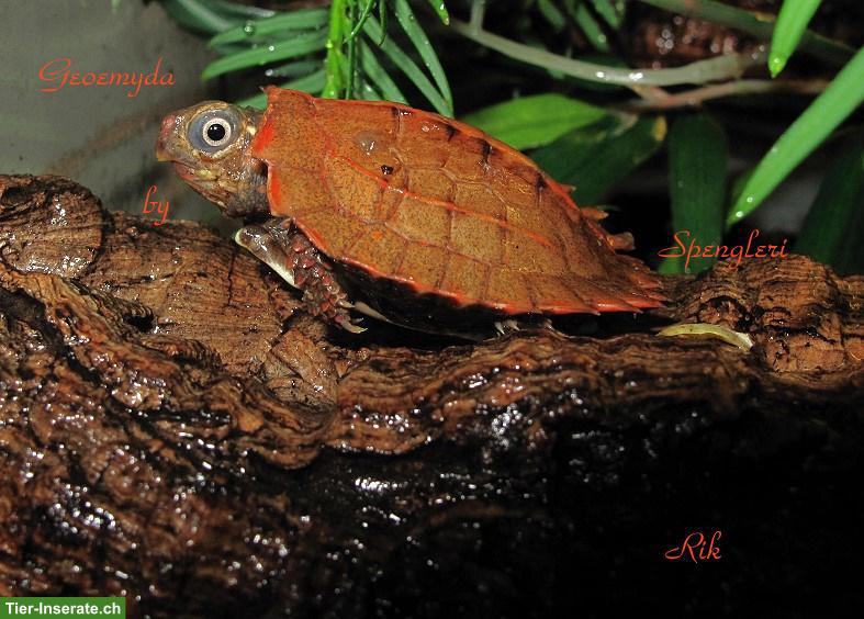 Bild 2: Zacken-Erdschildkröte (Geoemyda Spengleri) CH NZ 2025