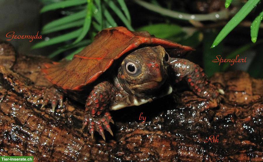 Bild 3: Zacken-Erdschildkröte (Geoemyda Spengleri) CH NZ 2025