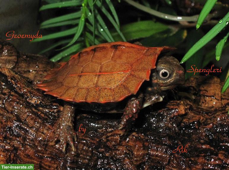Bild 4: Zacken-Erdschildkröte (Geoemyda Spengleri) CH NZ 2025