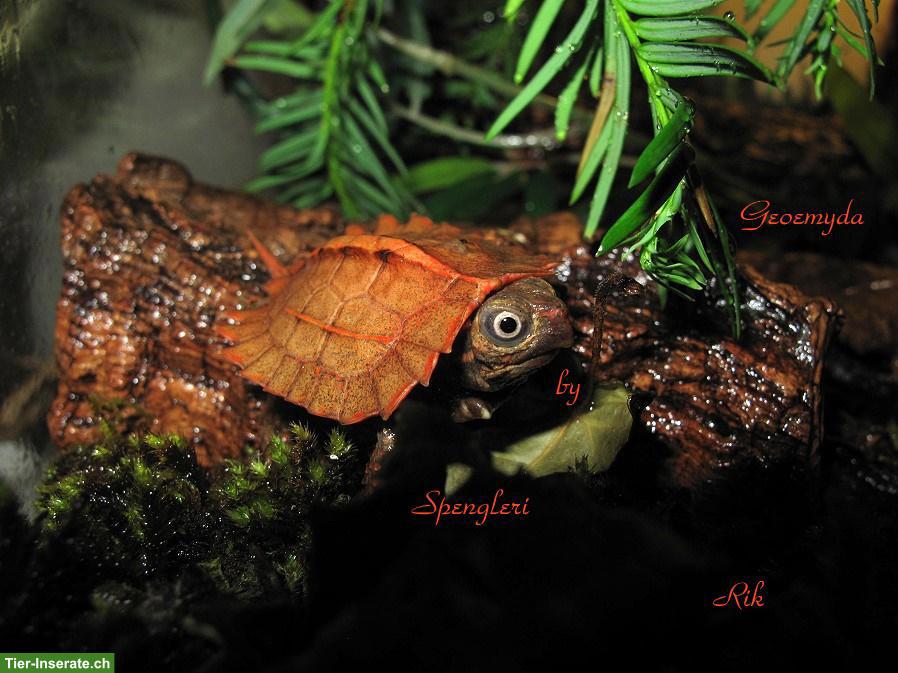 Bild 5: Zacken-Erdschildkröte (Geoemyda Spengleri) CH NZ 2025
