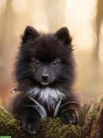 Pomsky Pomeranian/Spitz x Husky Welpe, Rüde