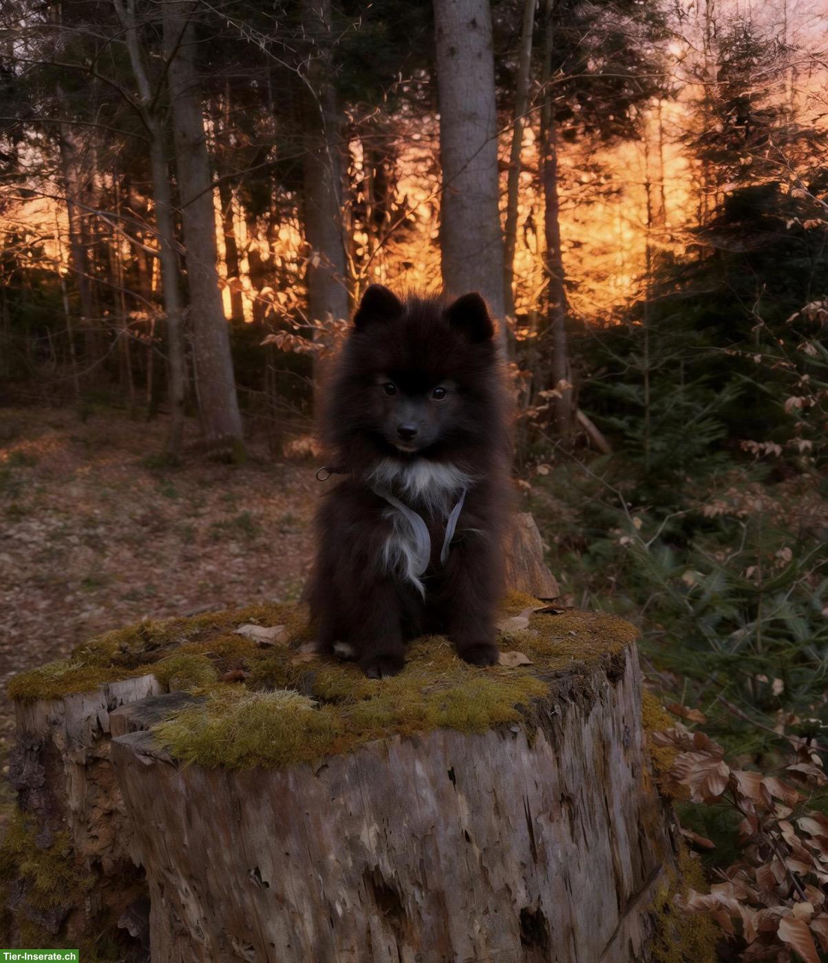 Bild 2: Pomsky Pomeranian/Spitz x Husky Welpe, Rüde