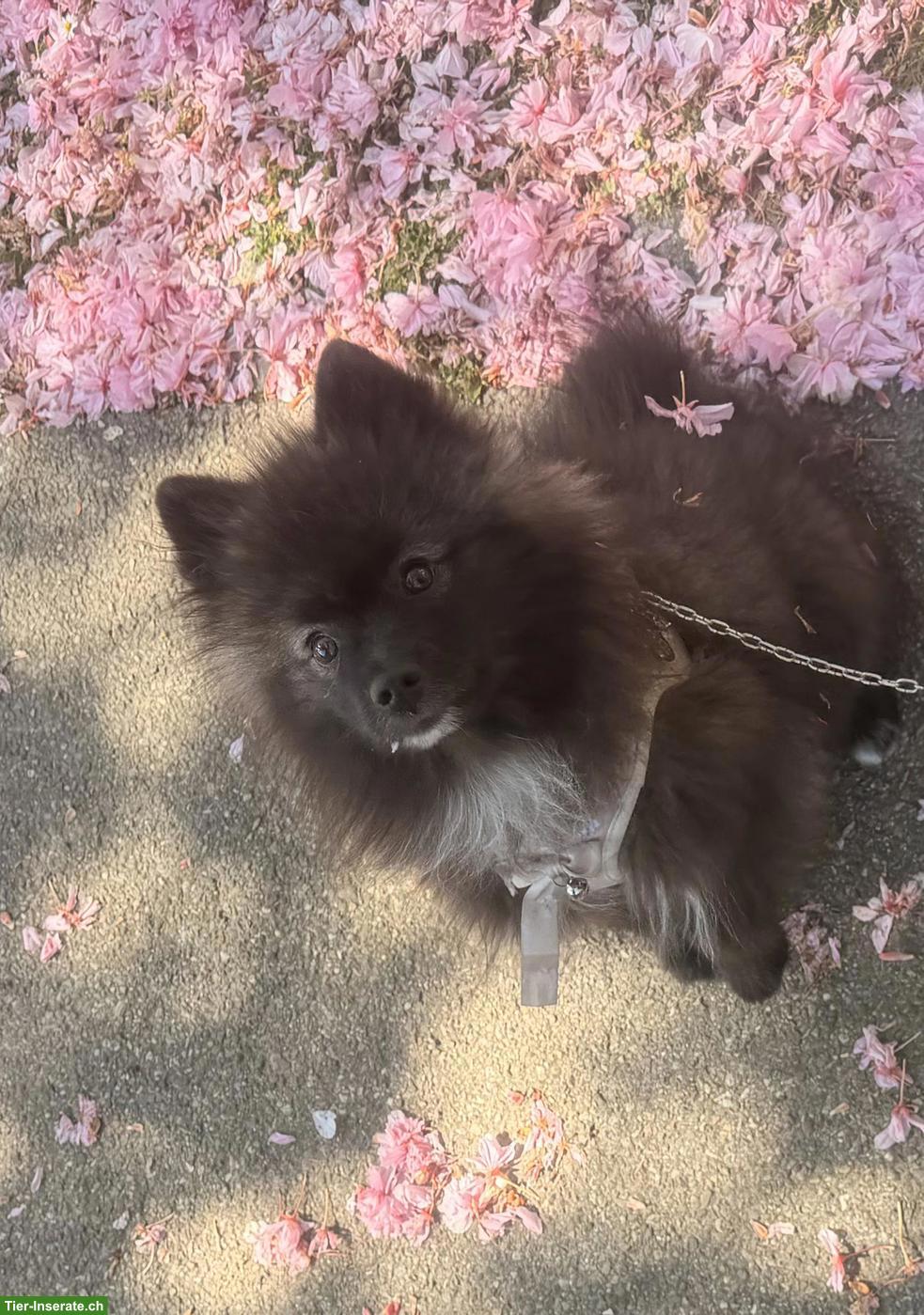 Bild 3: Pomsky Pomeranian/Spitz x Husky Welpe, Rüde