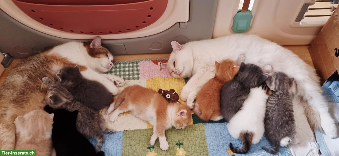 Wunderschöne Britisch Kurzhaar Kitten aus Hobbyzucht