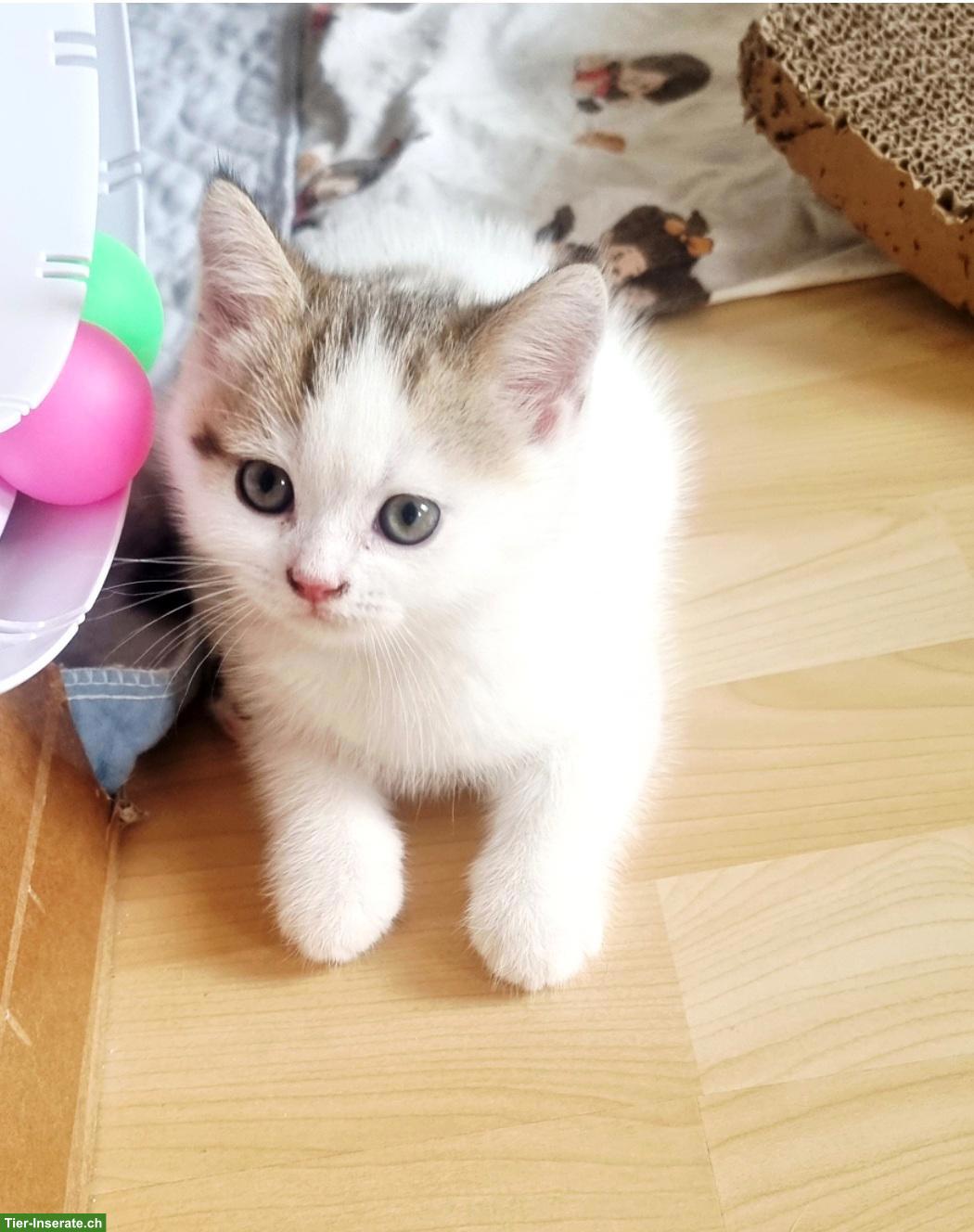 Bild 10: Wunderschöne Britisch Kurzhaar Kitten aus Hobbyzucht