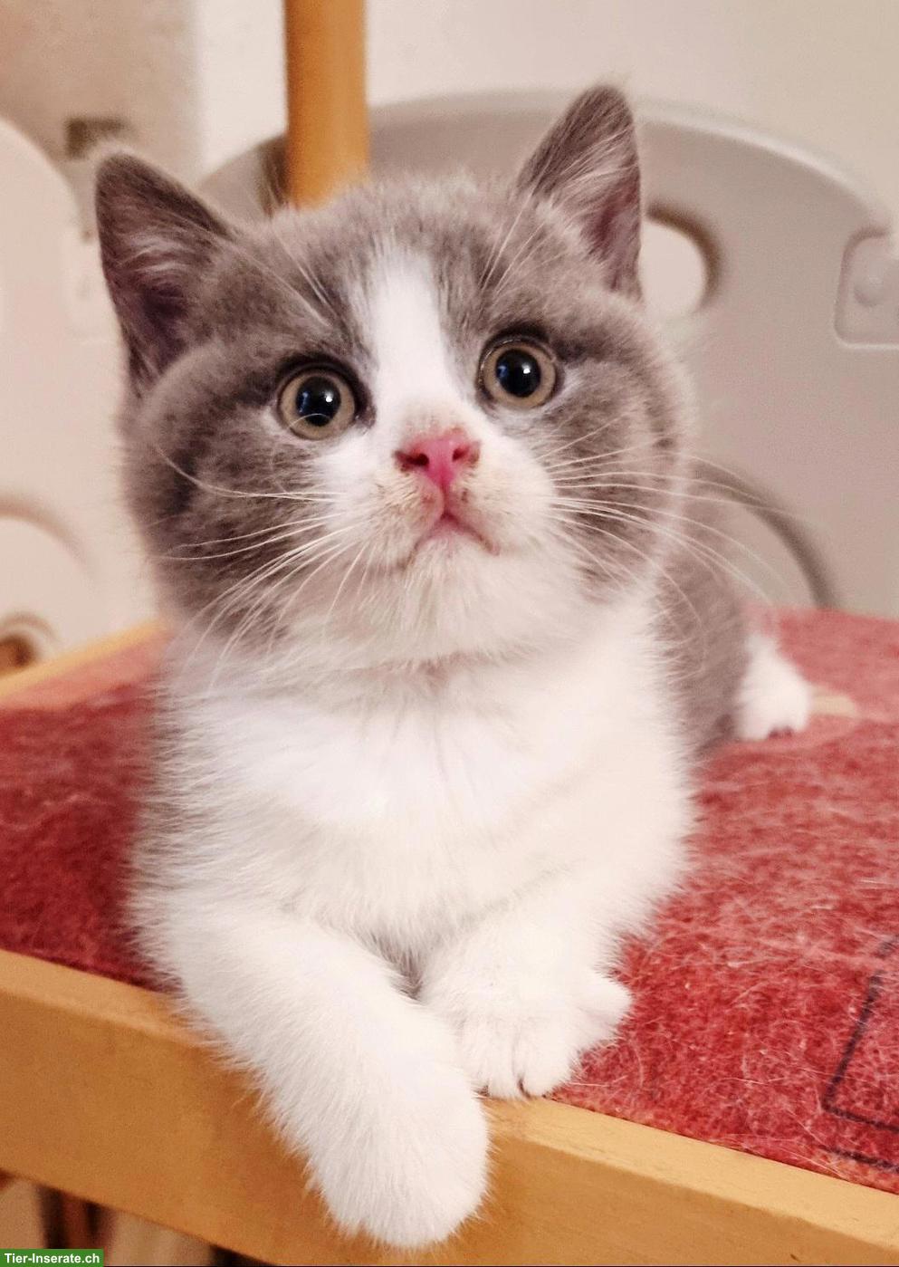 Bild 2: Wunderschöne Britisch Kurzhaar Kitten aus Hobbyzucht